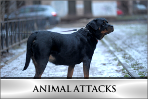 Animal Attacks